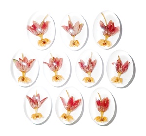 Cabujón de Planta de Flor de Milkweed Tropical Ovalado 18x25 mm sobre Base Plana Blanca para Manualidades y Joyería - Product Image 1