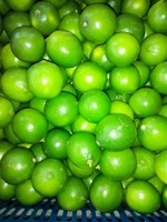 Citron vert sans graines, citron vert frais, agrumes en vrac, origine VIETNAM, disponible, citron vert/JONATHAN + 84766909341, vente en gros