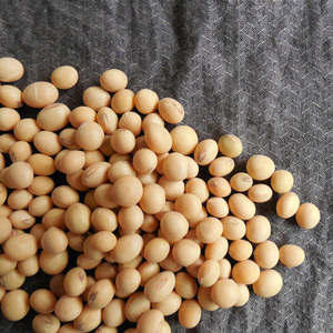 Carga de Soja Común Seca de Calidad Verificada con Clasificación Natural, Empacada para Importadores, Suministro Internacional de Exportación - Product Image 6