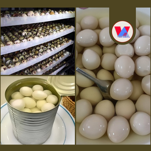 HIGH QUALITY Eco Conscious Bulk Canned Quail <b>Eggs</b> in Brine Tinned Peeled Quail <b>Egg</b> Ready to Eat for Asian Hotpot Braised Meats - Product Image 2