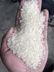 สั่งซื้อตอนนี้-ซูเปอร์ซูชิญี่ปุ่นแบบกลมข้าว uruchimai ญี่ปุ่น Riz arroz ryz สำหรับขายส่งและขายปลีก | + 84944500504 - Product Image 4