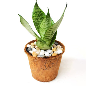 Premium quality <b>coconut</b> fiber pot tree flower grow basket <b>cup</b> for sale coco coir nursery pots - Product Image 2