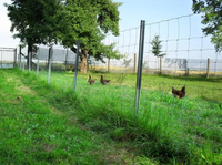 Malla de Alambre Galvanizado Tejida para Cercas Agrícolas, Cría de Ganado, Ovejas y Ciervos, Soldadura y Corte, Venta al Por Mayor de Fábrica
