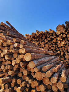Venta Directa de Fábrica al Por Mayor a Precios Competitivos: Troncos de Haya, Troncos de Abeto Aserrado, Madera de Pino a Precios con Descuento - Product Image 2