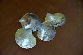 Conchas decorativas de vieira para regalos hechos a mano, proyectos de joyería y artesanía, conchas marinas naturales del océano de Vietnam disponibles al por mayor. - Product Image 3