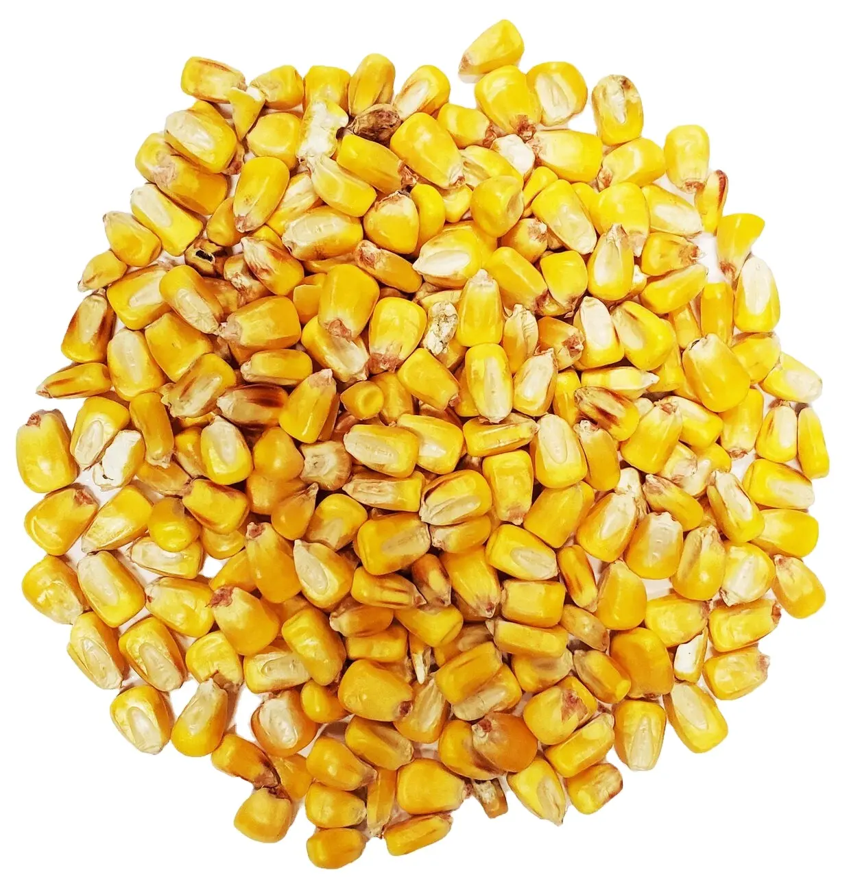 الذرة الصفراء / الذرة لتغذية الحيوانات طراز طعام الغنم الجامد لعدد كبير من السلع جودة درجة اولى بأقل سعر 50 كيلو جرام