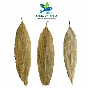ใบมะม่วงแห้งธรรมชาติ AQUA VRIKSHA สำหรับตู้ปลา | 19-25 ซม. | แพ็ค 100 ชิ้น - Product Image 6
