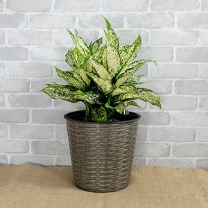 Set di 2 Vasi Decorativi Rotondi in Vimini Grigio con Sistema di Auto-Irrigazione per Interni ed Esterni - Product Image 3