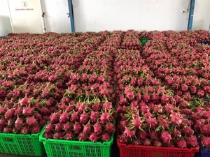 BEST-SELLER : Tranches de Pitaya Séchées Naturelles et Écologiques, Riches en Vitamines, Vente en Gros - Product Image 5