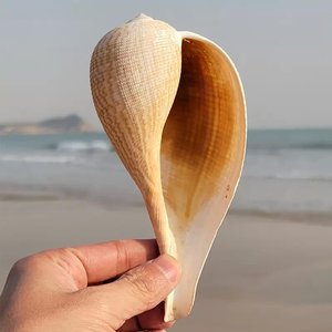Grandes coquilles marines pour la décoration de plage et les applications artisanales, prix bas, coquilles de mer, grandes coquilles océaniques - Product Image 6