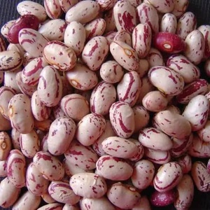 Frijoles Rojos Pinto con Motas Claras de Alta Calidad / Frijoles Kidney / Frijoles Pinto / Frijoles Sugar Bean - Product Image 4