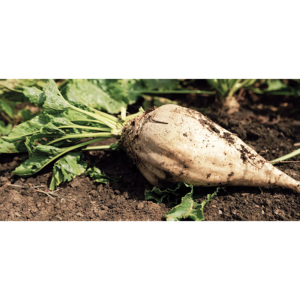 Blettes Sucrées Fraîches : Sélection de Récolte Premium avec Pureté Naturelle et Normes Agricoles Consistantes - Product Image 6