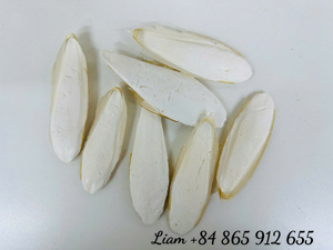 Hueso de Sepia Seco Blanco Natural para Loros y Aves |   Proveedor de Vietnam |   Venta al por mayor |   Suplemento de Calcio [Liam +84865912655] - Product Image 4