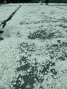 Écailles de poisson blanches en vrac, séchées au soleil, propres et décalciifiées, pour Tilapia et Seabass, prêtes pour le blanchiment à l'oxygène, prêtes à être expédiées sur le marché - Product Image 6