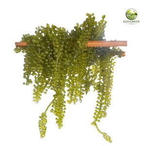 Uvas de Mar Deshidratadas de Alta Calidad a Precio de Mayoreo, Algas Marinas Saladas Premium, Caviar Verde de Vietnam, Paquete a Granel de 100g - Product Image 1
