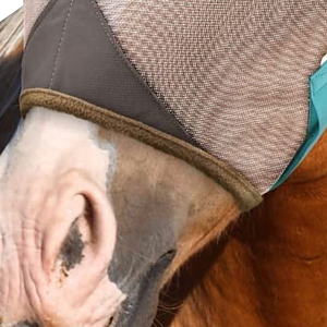 Masque anti-moustiques professionnel de haute qualité personnalisable pour chevaux, en maille respirante, pour une utilisation sûre à l'équitation - Product Image 4