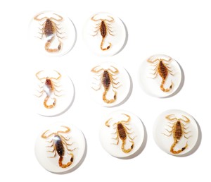 Cabujón Redondo de Plástico con Espécimen Real de Escorpión Dorado Moderno, 25x25 mm, Base Plana Blanca para Manualidades y Joyería - Product Image 4