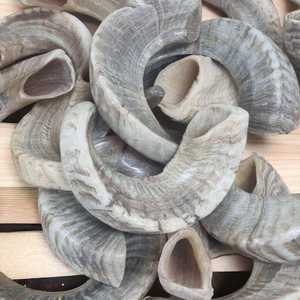 Cuerno de Shofar de Lujo, Cuerno de Shofar para Fines Religiosos Judíos, Instrumento Musical de Cuerno de la Marca Craftsy Home de la India - Product Image 3