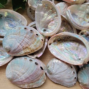 Seashell for home decor sage burning <b>abalone</b> <b>shell</b> large mini sea <b>shells</b> wholesale manufacturer - Product Image 3
