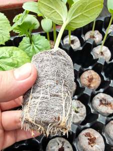 Bloques de Turba de Coco para Hidroponía - Tierra Ecológica para Macetas, Flores y Jardín, Alta Calidad, 100% Natural, Alta Retención de Agua - Product Image 3