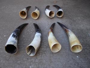 Par de Cuernos de Búfalo Pulidos para Decoración de Pared, Diseño Art Deco, Grandes de 27 a 35 Pulgadas, para Bodas, Cumpleaños, Aniversarios - Product Image 4