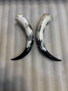 15 inch to 24 inch small to medium size real cow horn pair for <b>skull</b> and home <b>decoration</b> Best souvenir gift horns pair in stock - Product Image 2