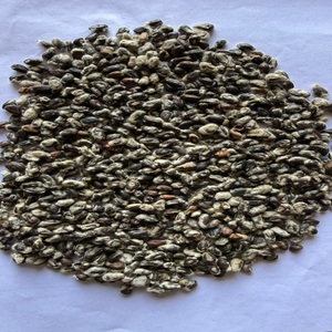 Semillas de Algodón Crudo de Fabricación India al por Mayor para Alimentación de Ganado y Producción de Aceite Industrial Disponibles a Buen Precio - Product Image 2