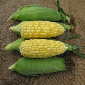 Organic Best Quality Delicious <b>Sweet</b> Yellow Corn for Human Consumption Dried Style Corn for Sale - Product Image 4