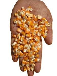 Maïs jaune pour chevaux bovins porcs exportation d'aliments pour animaux disponible - Product Image 5