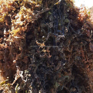 Algues sargasses de qualité supérieure – Ingrédient alimentaire marin naturel en provenance du Vietnam - Product Image 2