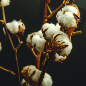 Coton brut blanchi 100 % biologique de haute qualité pour la filature, le tissage et le rembourrage – Respirant et écologique – Quantité disponible - Product Image 3