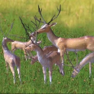 Producto recién llegado de estatua de ciervo FRP 2025 del fabricante mundial a un costo muy bajo - Product Image 1