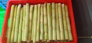 Caña de Azúcar Congelada de Vietnam, Producto Tropical Natural para Exportación, Venta al por Mayor, Programas OEM y de Marca Privada - Product Image 1