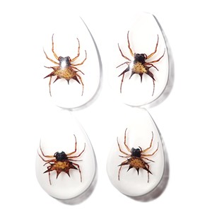 Spiny <b>Spider</b> Real Specimen <b>Plastic</b> Cabochon Pear Shape Cut Top 33x22 mm White Flat Bottom for Crafts and Jewelry Making - Product Image 4