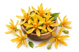 Huile essentielle de Champaca, huile florale naturelle, 100% pure et aromatique, pour parfums, cosmétiques, aromathérapie, fabrication de bougies et massage corporel - Product Image 2