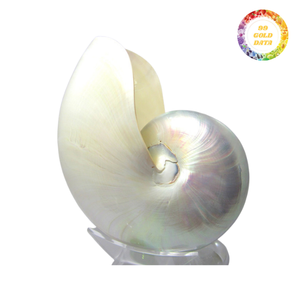 Exquisitas conchas Nautilus de cámara, artesanía natural de alta calidad para decoración única y arte de joyería - Product Image 5