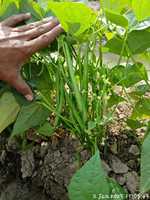 Kacang Polong Perancis Moon Star KOMAL Seeds-99% Alami 85% Daya Tumbuh 2 Tahun Umur Simpan 1% Bahan Inert Asal Pakistan Hijau Tua