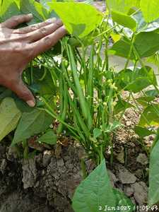 เมล็ดถั่วฝรั่งมูนสตาร์ โกมาล อายุการเก็บรักษา 2 ปี - Product Image 6