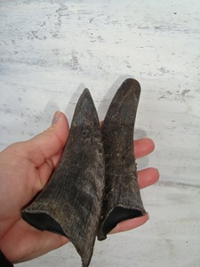 Paires de cornes de chèvre naturelles, finition rustique, écologiques, neuves, de haute qualité pour la décoration et l'artisanat - Product Image 4