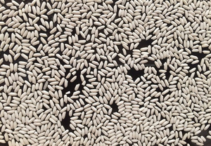 Arroz Glutinoso Vietnamita Seco de Alta Calidad, 100% Partido, para Procesamiento de Harina y Alimentación Animal, Precio de Fábrica al por Mayor - Product Image 6
