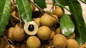 Longan Seco Suave Gourmet del Río Mekong, Dulce y Masticable, Selección Premium - Product Image 2