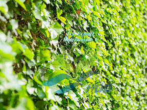 Extrait d'hortensia pur naturel de qualité alimentaire HGO, fourni directement par l'usine, Hederacoside C 5% - 10% Extrait standardisé - Product Image 4