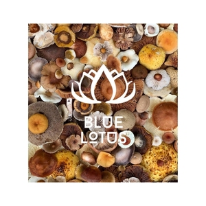 BEST-SELLER 2026 Champignons Shiitake Séchés de Qualité Supérieure, Têtes Sélectionnées Idéales pour la Préparation de Soupes et la Cuisson en Sauteuse - Product Image 1