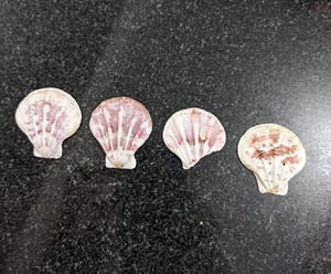 ผู้จัดจำหน่ายเปลือกหอยจำนวนมากสำหรับร้านขายของที่ระลึกและของขวัญ - Product Image 6
