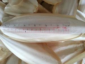 Premium Vietnam Cuttlefish Bone Body Dried Grade High Quality Bulk Wholesale Supply for Pet Stores Bird Accessories Global - Product Image 6