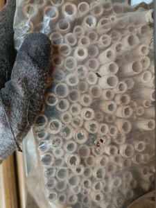 Tubos de Bambú Anidables de 10-15cm de Largo, Hábitat para Abejas, Hechos a Mano, con Diámetro Interior de 4-9mm, Estacas de Bambú para Nidos de Insectos - Product Image 5
