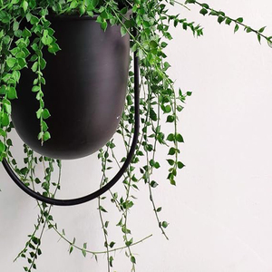 Black Metal Plant Hanger,Metal Wall and Ceiling Hanging Planter, Modern Planter, Mid Century Flower Pot Plant Holder Minimalist - Product Image 4