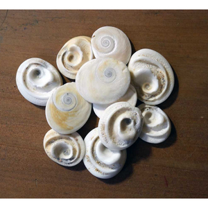 Conchas de Operculum para Pedidos al por Mayor, Proveedores de Manualidades y Empresas Internacionales de Importación y Exportación - Product Image 1