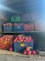 Verse Export Kwaliteit Dragon Fruit Van Vietnam Witte Pulp Groene Huid Zoet En Knapperig Ideaal Voor Retail En Foodservice