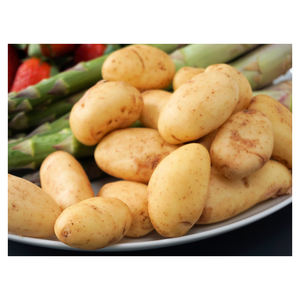 Proveedor Mayorista de Patatas Frescas de Primera Calidad para Importadores - Product Image 4